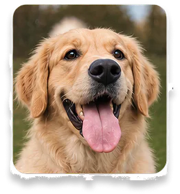 Upload a photo of your dog